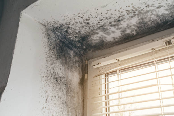 Affordable Mold Cleanup solutions in Paeonian Springs, VA