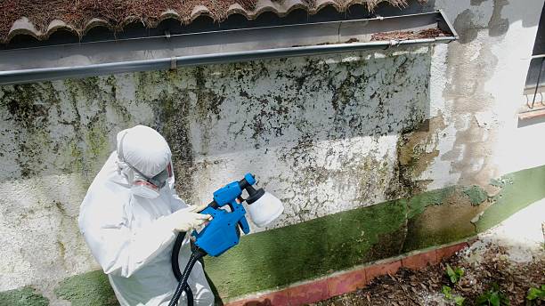 Trusted Crawl Space Mold Removal service in Paeonian Springs, VA - Cheap Mold Removal